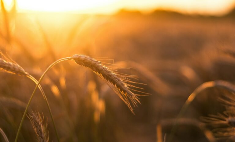 Épis de blé au coucher du soleil